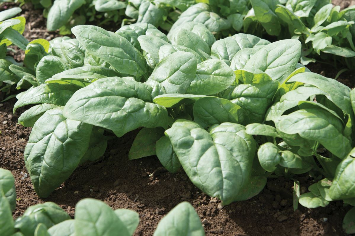 Kolibri – Spinach Seed